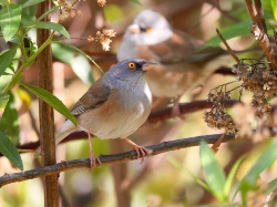 Baird's Junco